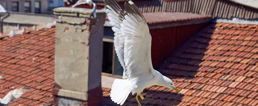 Residential Chimney Animal Removal Solution in North Las Vegas, NV